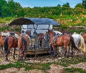 Rośliny, Drzewa, Konie, Zadaszenie