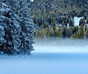Las, Śnieg, Mgła, Drzewa, Zima