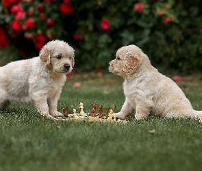 Trawa, Szachy, Szczeniaki, Dwa, Psy, Golden retrievery