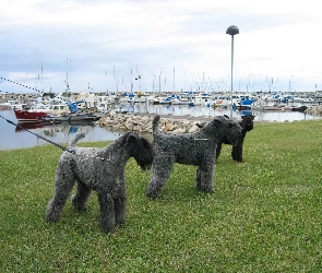 trzy, Kerry blue terrier