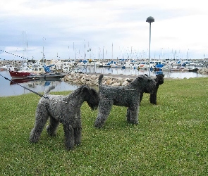 Kerry blue terrier, trzy