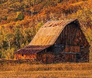 Drzewa, Drewniana, Szopa, Pożółkłe, Jesień