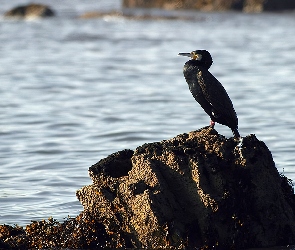 Kormoran, Morze, Skała