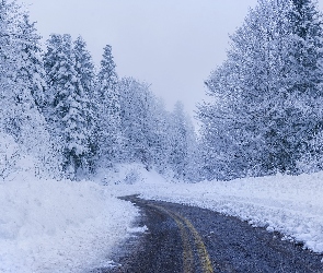 Las, Drzewa, Droga, Zima, Śnieg, Zaśnieżone