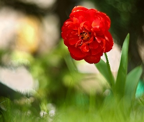 Tulipan, Rozmycie, Trawa, Czerwony, Kwiat