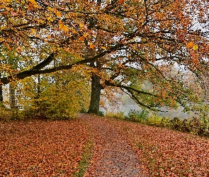 Park, Staw, Drzewa, Jesień, Opadłe, Liście