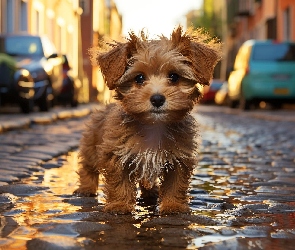 Yorkshire terrier, Ulica, Szczeniak