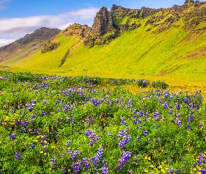 Kwiaty, Góry, Łubin, Łąka, Gmina Myrdalshreppur, Trawa, Islandia, Vik i Myrdal
