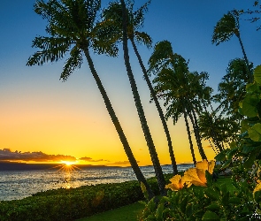 Stany Zjednoczone, Kwiaty, Kaanapali Beach, Zachód słońca, Palmy, Plaża, Hawaje, Wyspa Maui, Morze