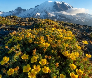 Kwiaty, Szlak Widokowy Mount Fremont, Waszyngton, Stany Zjednoczone, Park Narodowy Mount Rainier, Góra