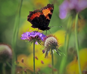 Motyl, Rusałka pokrzywnik, Kwiat