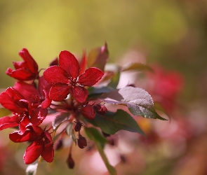 Kwiaty, Jabłoń, Czerwone