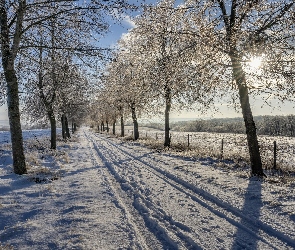 Droga, Słońce, Pole, Drzewa, Zima