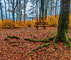 Park, Opadłe, Jesień, Korzenie, Liście, Drzewo, Ławka, Żółte