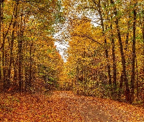 Jesień, Ścieżka, Pożółkłe, Las, Drzewa, Liście