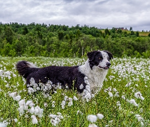 Drzewa, Rośliny, Bordier collie, Pies, Łąka, Trawa