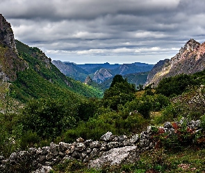 Rośliny, Kamienie, Góry, Skały