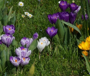 Stokrotki, Trawa, Krokusy