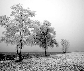 Zima, Pole, Drzewa, Oszronione