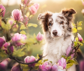 Border collie, Magnolie, Pies