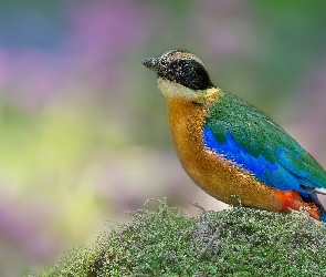 Ptak, Kurtaczek modroskrzydły, Kolorowy