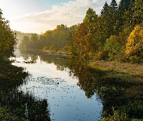 Lasy, Drzewa, Jesień, Rzeka