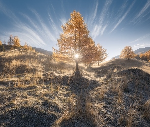 Wzgórze, Promienie słońca, Modrzew, Drzewo, Jesień