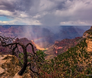 Drzewo, Chmury, Skały, Tęcza, Kanion, Arizona, Wielki Kanion Kolorado, Grand Canyon, Stany Zjednoczone, Park Narodowy Wielkiego Kanionu