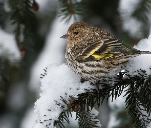 Gałązka, Ośnieżona, Czyż sosnowy, Ptak