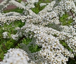Kwiaty, Tawuła biała