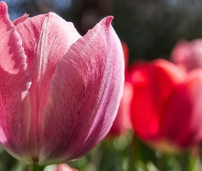 Tulipan, Zbliżenie, Kwiaty