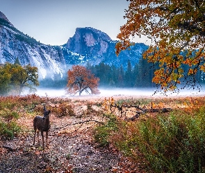 Stany Zjednoczone, Sarna, Mgła, Konar, Drzewa, Jesień, Kalifornia, Park Narodowy Yosemite, Góry