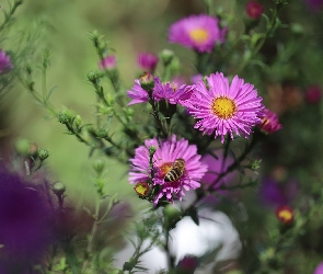 Pszczoła, Kwiaty, Różowe, Astry