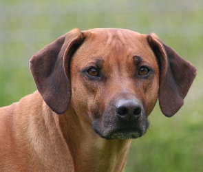 Rhodesian ridgeback, głowa