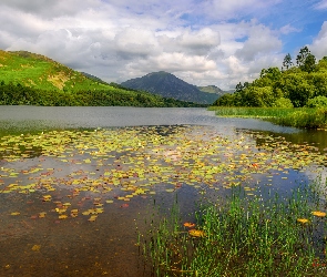 Kumbria, Góry Fellbarrow, Jezioro, Anglia, Drzewa, Lato, Loweswater Lake