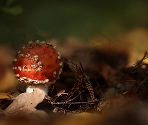 Liście, Zbliżenie, Muchomor czerwony, Grzyb