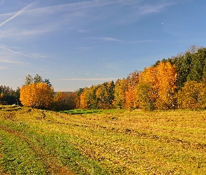 Las, Drzewa, Jesień, Łąki