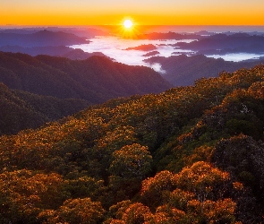 Australia, Mgła, Jesień, Drzewa, Promienie słońca, Lasy, Queensland, Park Narodowy New England, Góry
