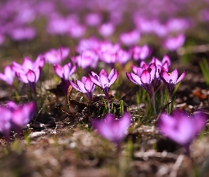 Krokusy, Fioletowe, Wiosenne, Kwiaty