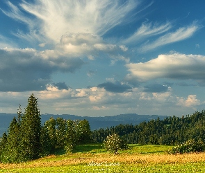 Pole, Drzewa, Lasy, Góry, Niebo, Chmury