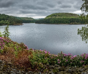 Drzewa, Kwiaty, Anglia, Wzgórza, Rododendrony, Chmury, Derbyshire, Kamienie, Las, Peak District, Jezioro