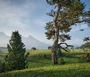 Zamglone, Dolomity, Drzewa, Włochy, Wzgórza, Płaskowyż Seiser Alm, Góry, Alpy, Domki