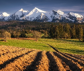 Polska, Pole, Tatry, Góry, Las, Drzewa