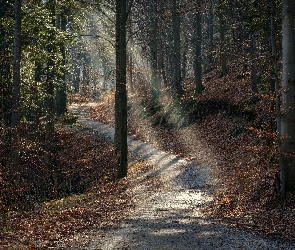 Drzewa, Ścieżka, Jesień, Przebijające światło, Las