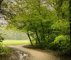 Drzewa, Zieleń, Mgła, Ścieżka, Park