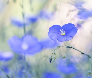 Kwiat, Len, Niebieski