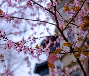 Wiosna, Drzewo owocowe, Kwiaty, Gałęzie