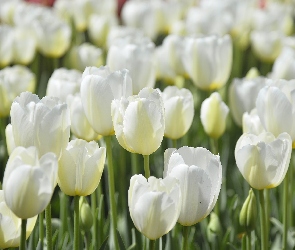 Biały, Tulipany, Kwiaty