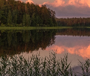 Odbicie, Rośliny, Jezioro, Las