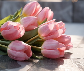 Tulipany, Rozświetlone, Kwiaty, Różowe